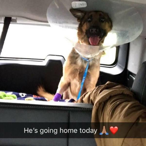 Cane in riabilitazione