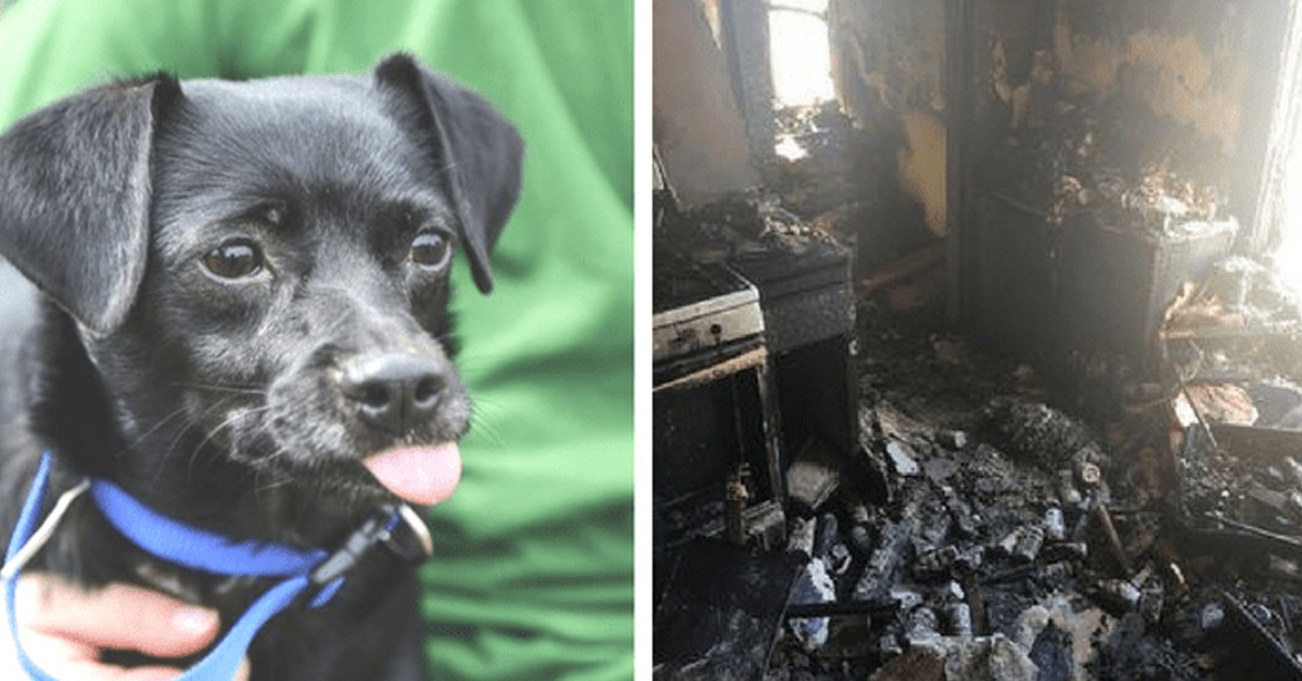 Capone, il cane eroe che ha salvato 9 bambini da un incendio