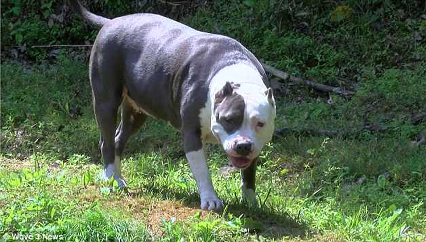 Cane in un prato