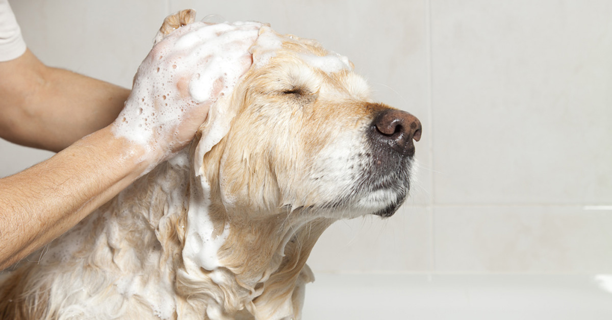Bagno al cane: ogni quanto tempo va fatto? Tutto ciò che c’è da sapere