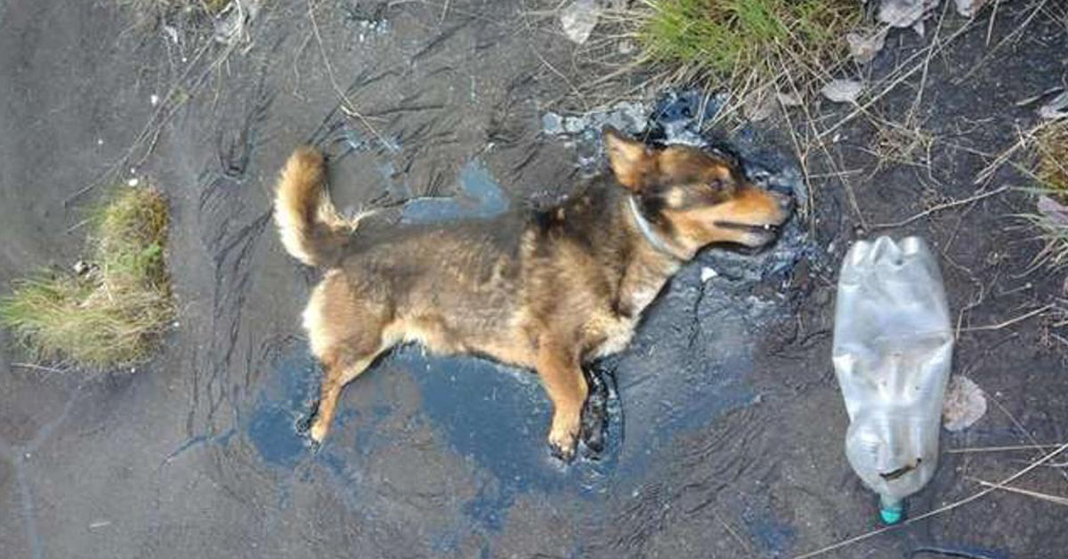 Cane intrappolato nel catrame: l’incredibile salvataggio