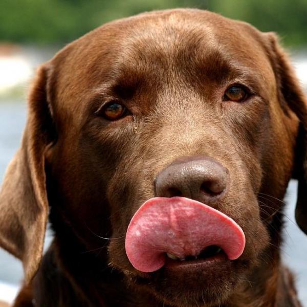 Cane marrone che si lecca le labbra