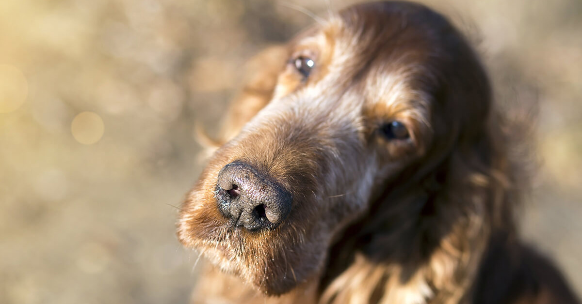 Cane anziano: come cambiano le attenzioni che dobbiamo prestargli