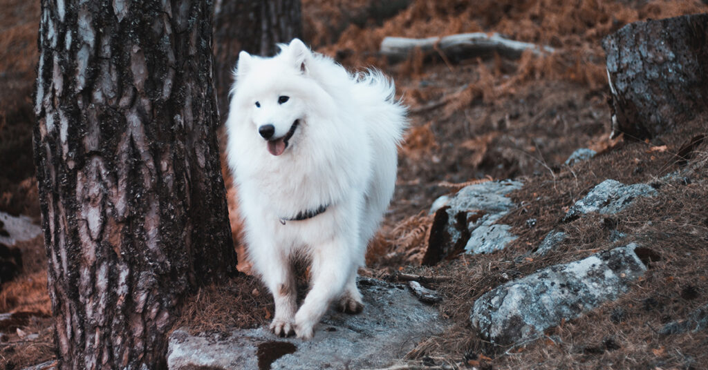 Cane nel bosco