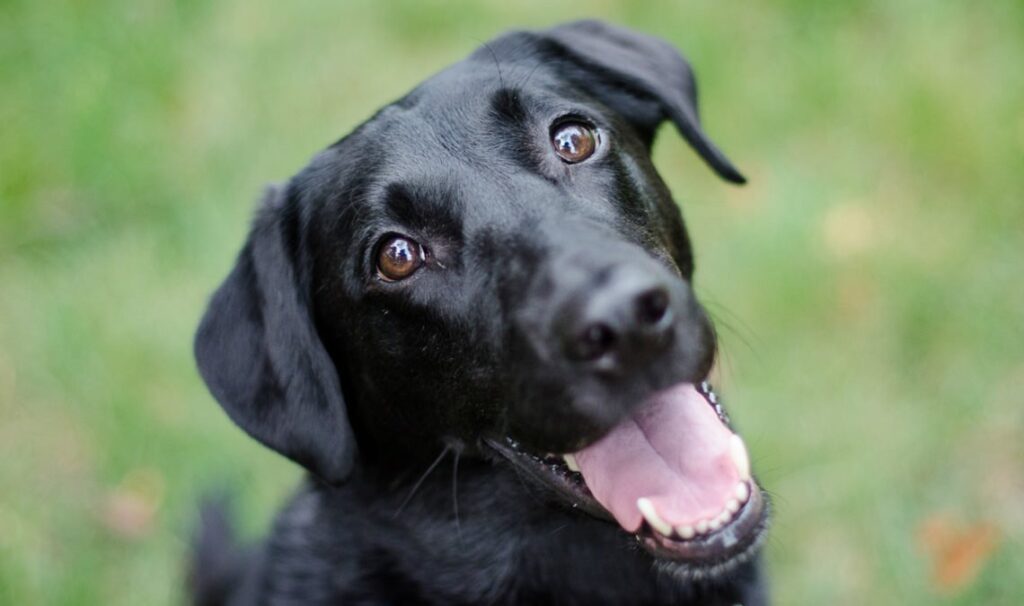 Cane nero con la bocca aperta