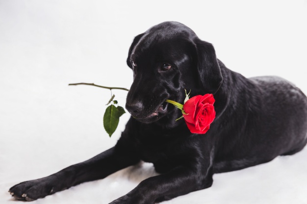 Cane nero con una rosa in bocca