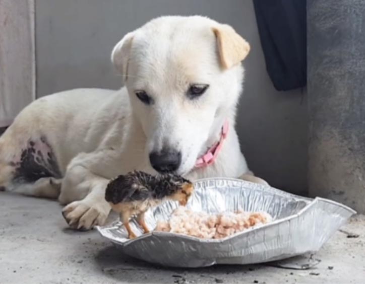 Cane osserva un pulcino mangiare