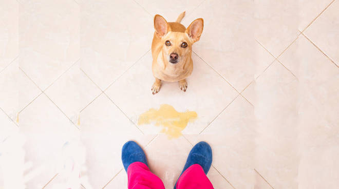 Cane fa pipì in casa