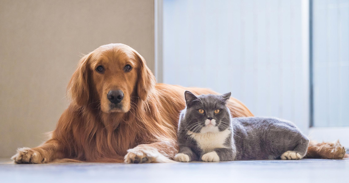 Il cane è più intelligente del gatto? Secondo la scienza ha molti più neuroni