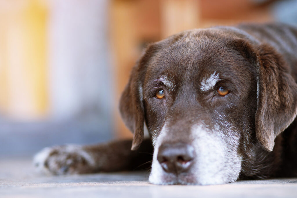 Cane sdraiato che osserva in lontananza