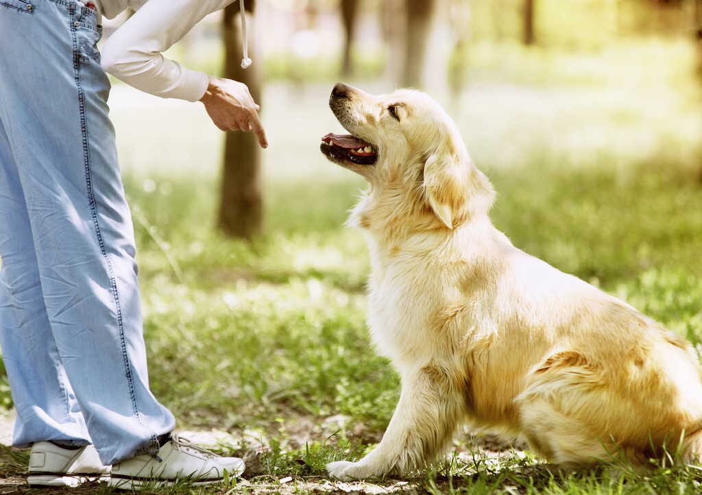 Cane durante l'addestramento