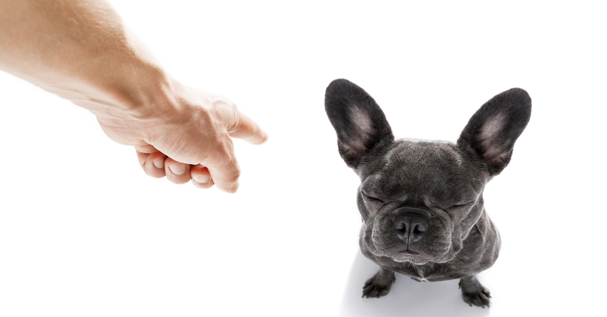 Educare un cane: l’importanza di saper dire di no a determinate cose