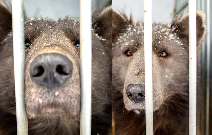 Cane simile ad un orso