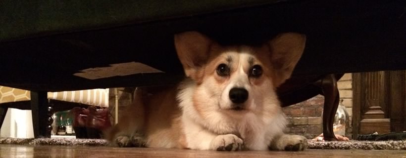 Cane sotto al letto