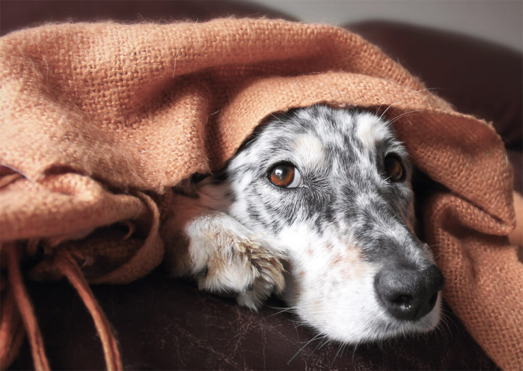 Cane sotto le coperte