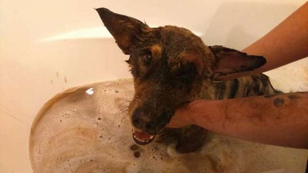 Cane sporco di catrame fa il bagno