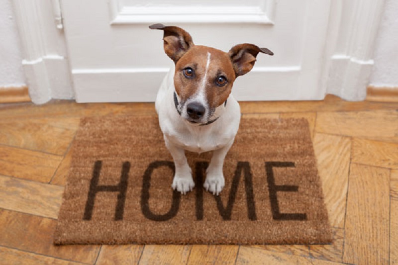 Cane sul tappeto di casa