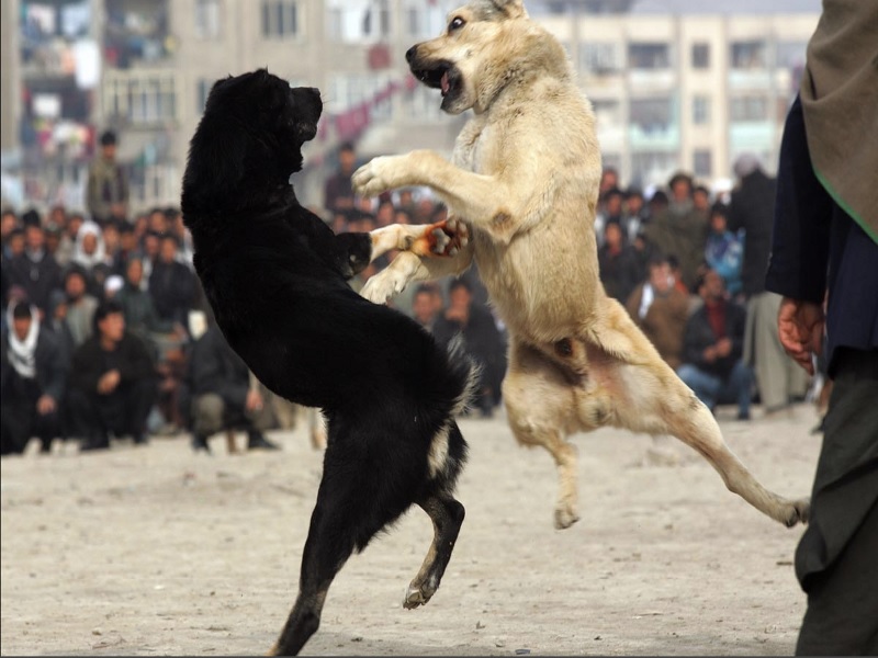 Cani che combattono