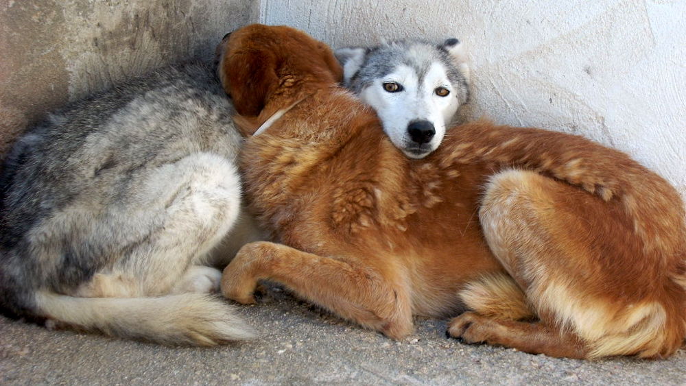 Cani che dormono abbracciati