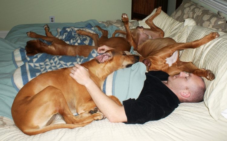 Cani che dormono sopra al padrone