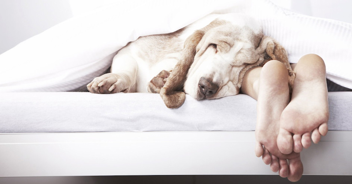 Cani contro l'insonnia secondo la scienza ci aiutano a dormire meglio