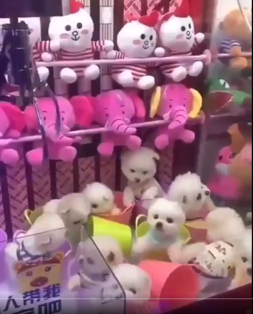 Cani dentro una macchina per peluche