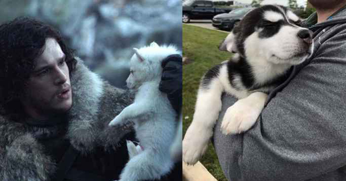 Cani e Trono di Spade: ecco le conseguenze pagate dai Siberian Husky