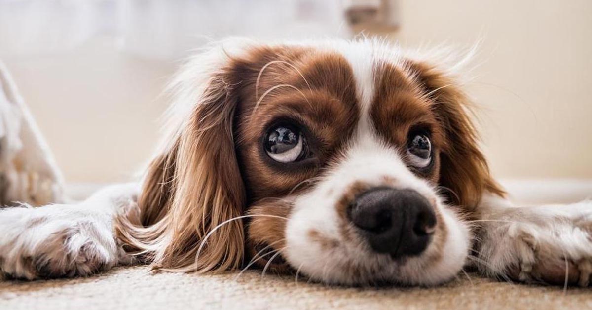 Cani e tono di voce: perchè lo cambiamo quando parliamo con loro?