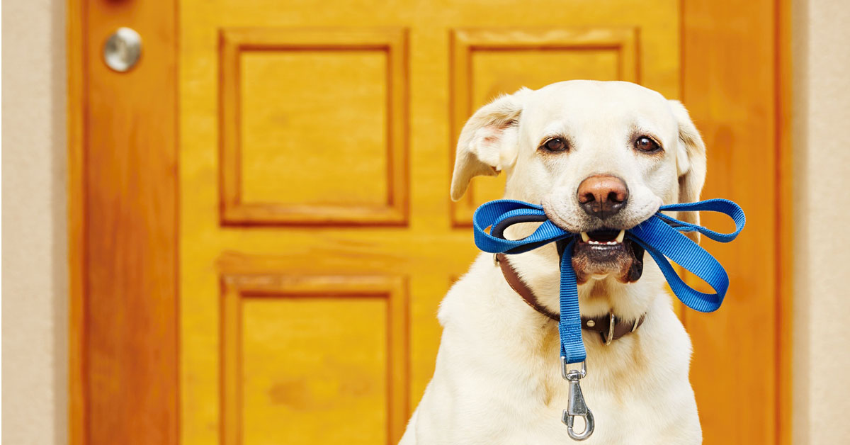 Cani in condominio: tutto ciò che c’è da sapere sulla legge in questione