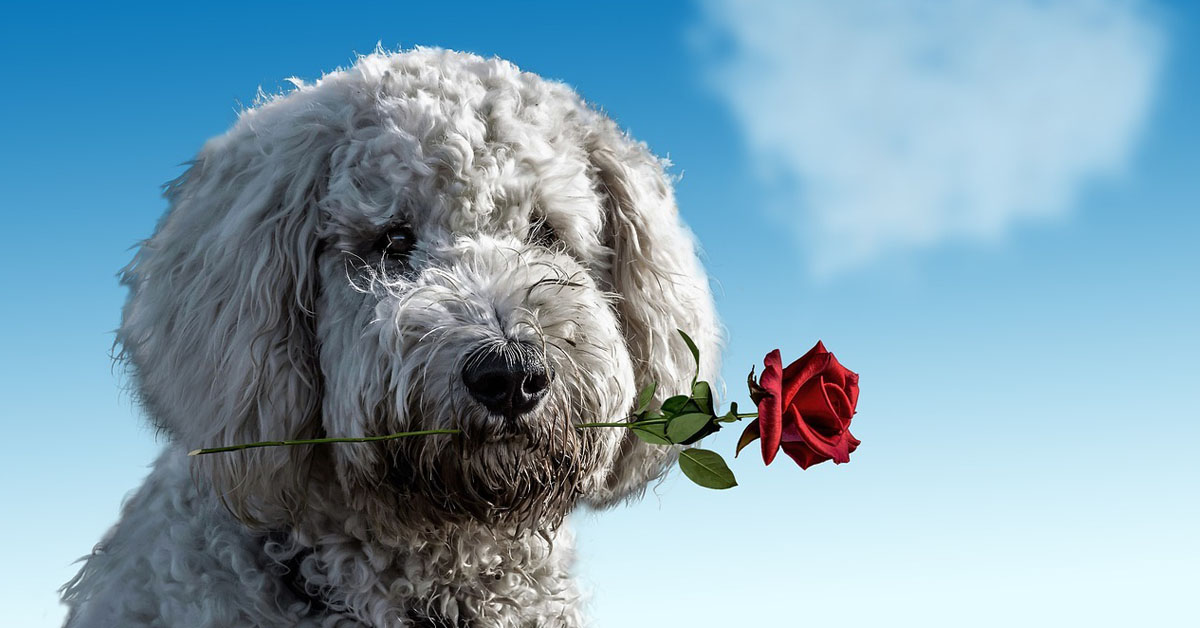 Cani in missione cupido secondo la scienza fanno anche trovare l'amore