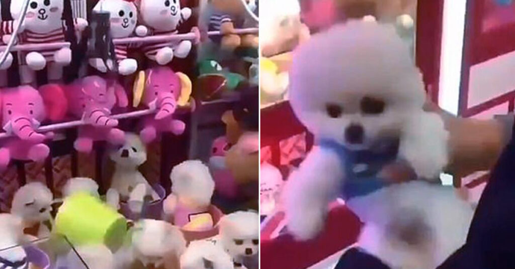 Cani vivi estratti da una macchina acchiappa peluche