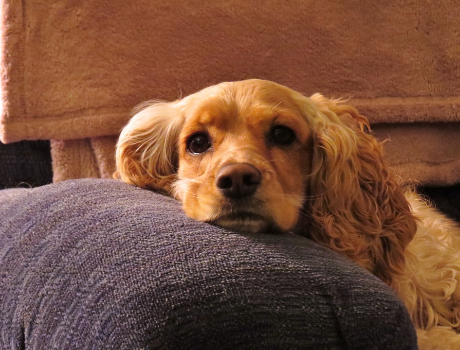 Cocker spaniel