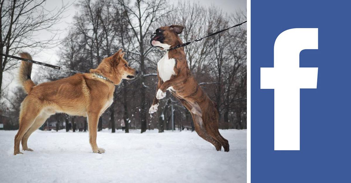 Facebook usata per promuovere combattimenti tra cani: è polemica