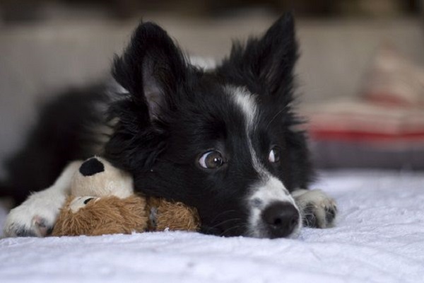 cane con peluche