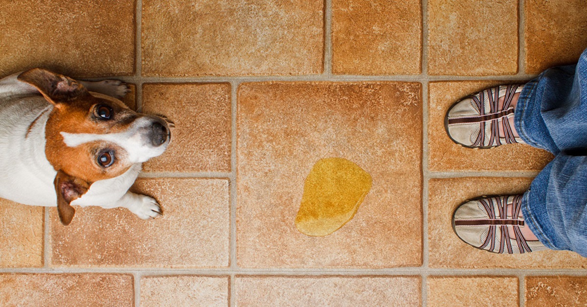 Come abituare il cane a fare i bisogni sulla traversina