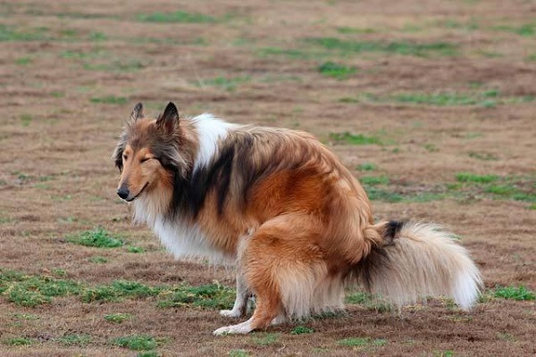 cane fa i bisogni all'aperto