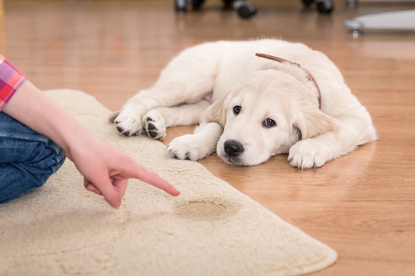 cane fa pipì sul tappeto