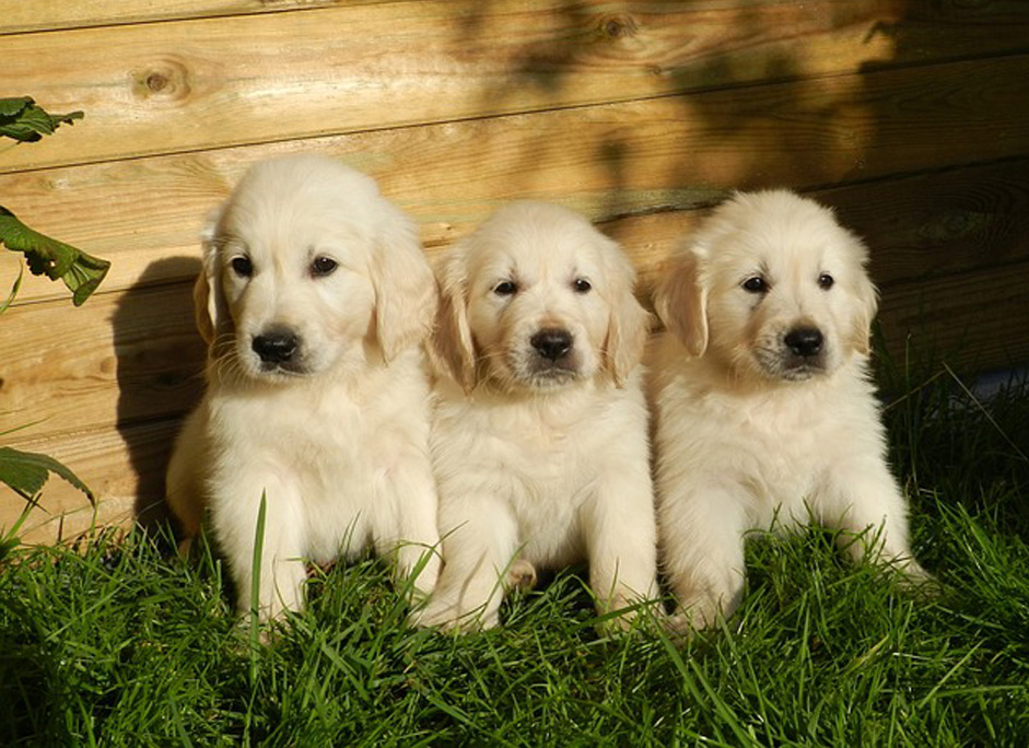 Cuccioli di cane della stessa cucciolata