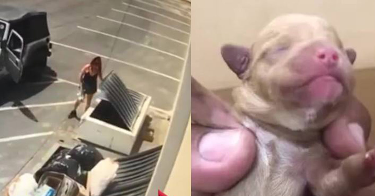 7 cuccioli di cane gettati nell’immondizia da una donna: a casa ne ha altri 38