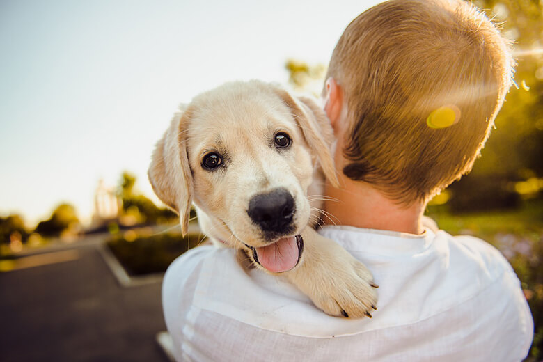 Cucciolo di cane felice con un bambino