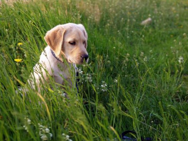 Cucciolo di cane in un prato