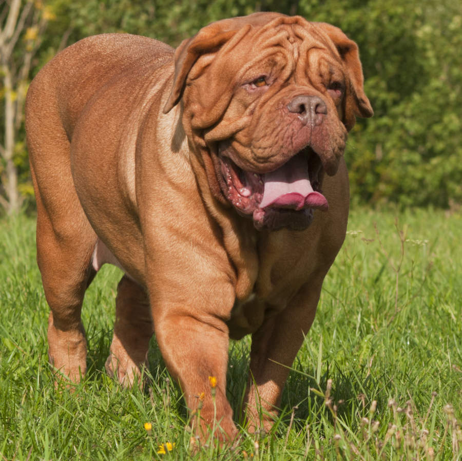 Dogue-de-Bordeaux