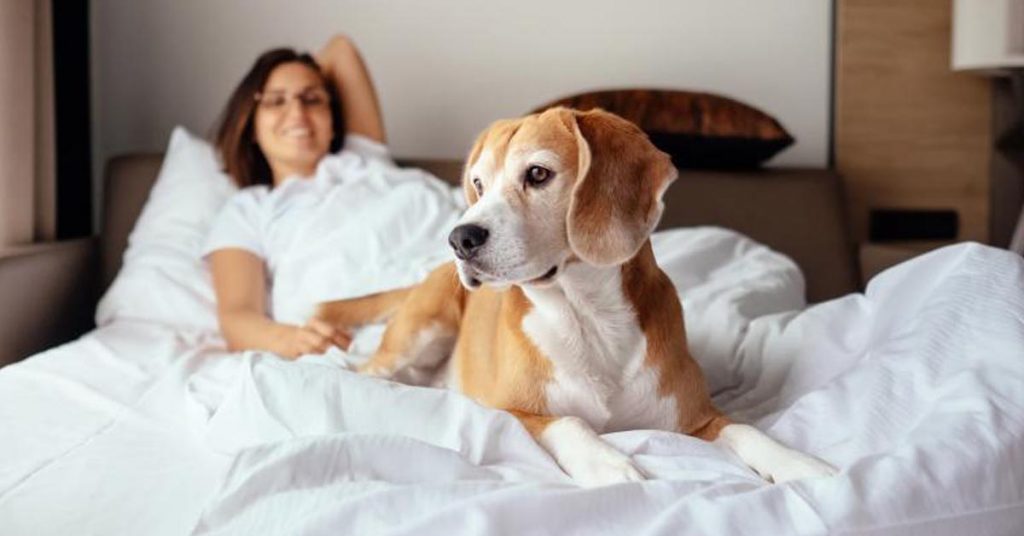 Dormire con il cane dimmi come lo fai e ti dirò che rapporto avete