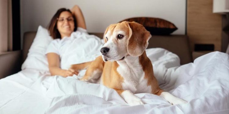 Dormire con il cane dimmi come lo fai e ti dirò che rapporto avete