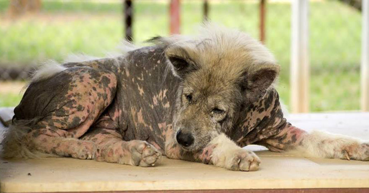 Dreadlock, il cane che da randagio è diventato vincitore di un concorso