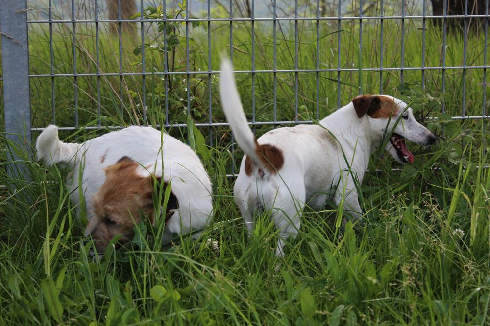 Due cani giocano nell'erba