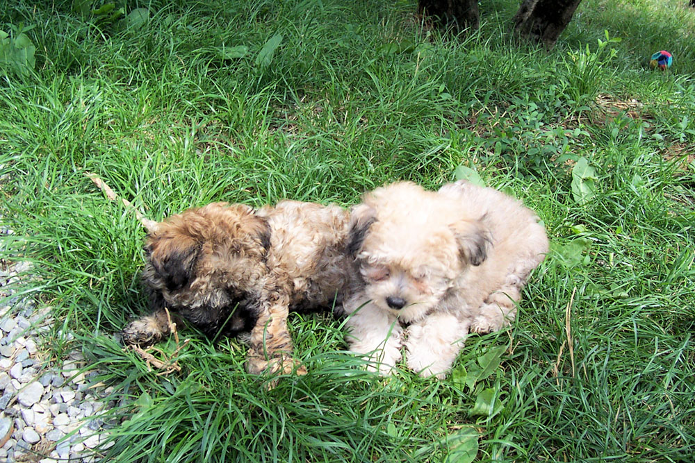 Due cuccioli di cane sdraiati nel prato