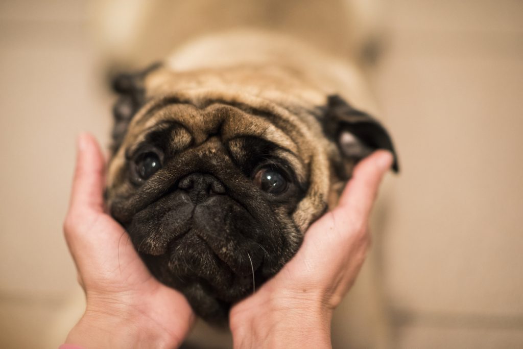 Edda, il cane rivenduto su Ebay