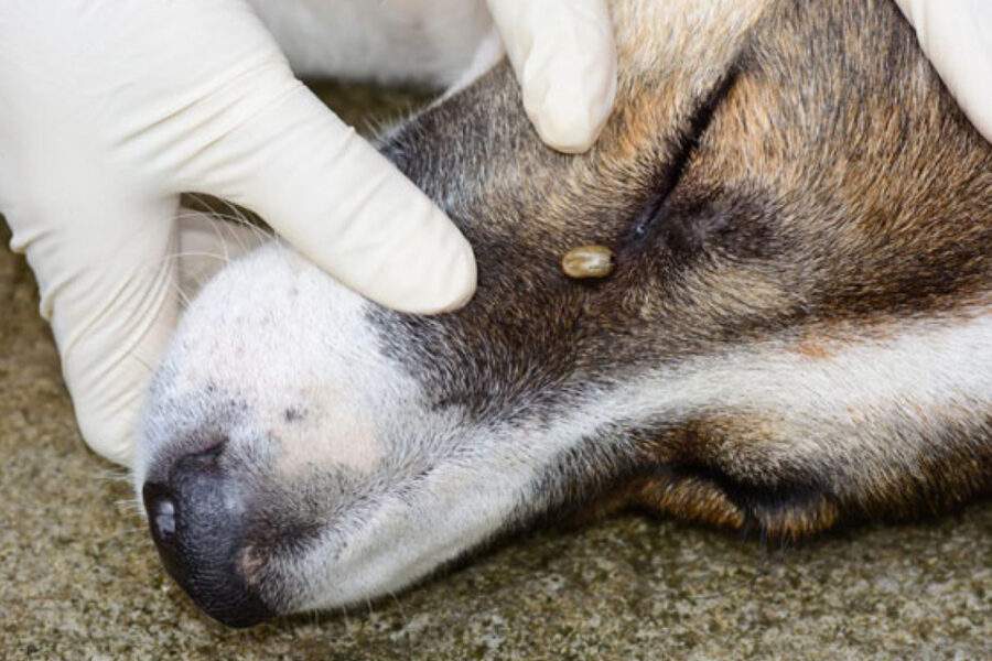 zecca vicino all'occhio del cane