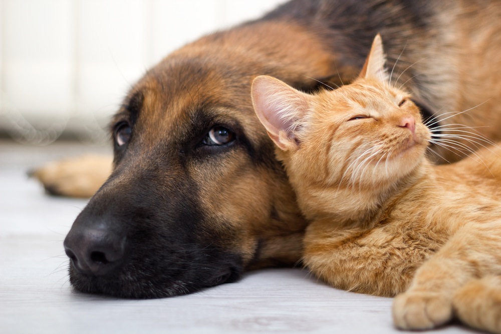 Gatto-che-dorme-appoggiato-ad-un-cane